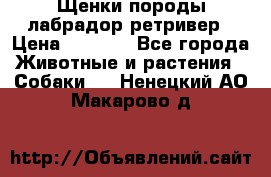 Щенки породы лабрадор ретривер › Цена ­ 8 000 - Все города Животные и растения » Собаки   . Ненецкий АО,Макарово д.